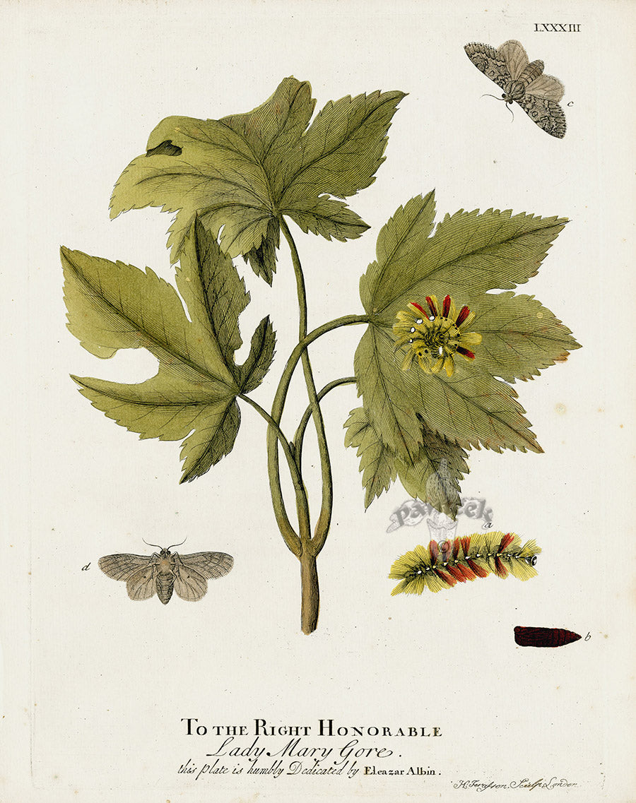 Eleazar Albin 1724 Moth Print Lady Mary Gore