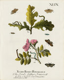 Eleazar Albin 1724 Moth Print Lord Arthur Somersett - Panteek Antique Prints