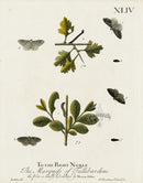 Eleazar Albin 1724 Moth Print Marquess of Tullibardine - Panteek Antique Prints