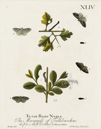 Eleazar Albin 1724 Moth Print Marquess of Tullibardine - Panteek Antique Prints