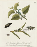 Eleazar Albin 1724 Moth Print Mountague Gerrard Drake - Panteek Antique Prints