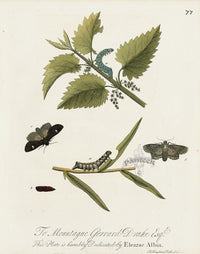 Eleazar Albin 1724 Moth Print Mountague Gerrard Drake - Panteek Antique Prints