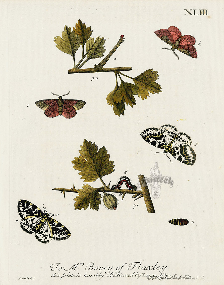 Eleazar Albin 1724 Moth Print Mrs. Bovey, Flaxley