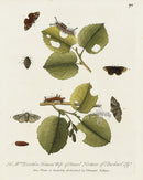 Eleazar Albin 1724 Moth Print Mrs. Dorothea Trotman - Panteek Antique Prints