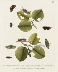 Eleazar Albin 1724 Moth Print Mrs. Dorothea Trotman - Panteek Antique Prints