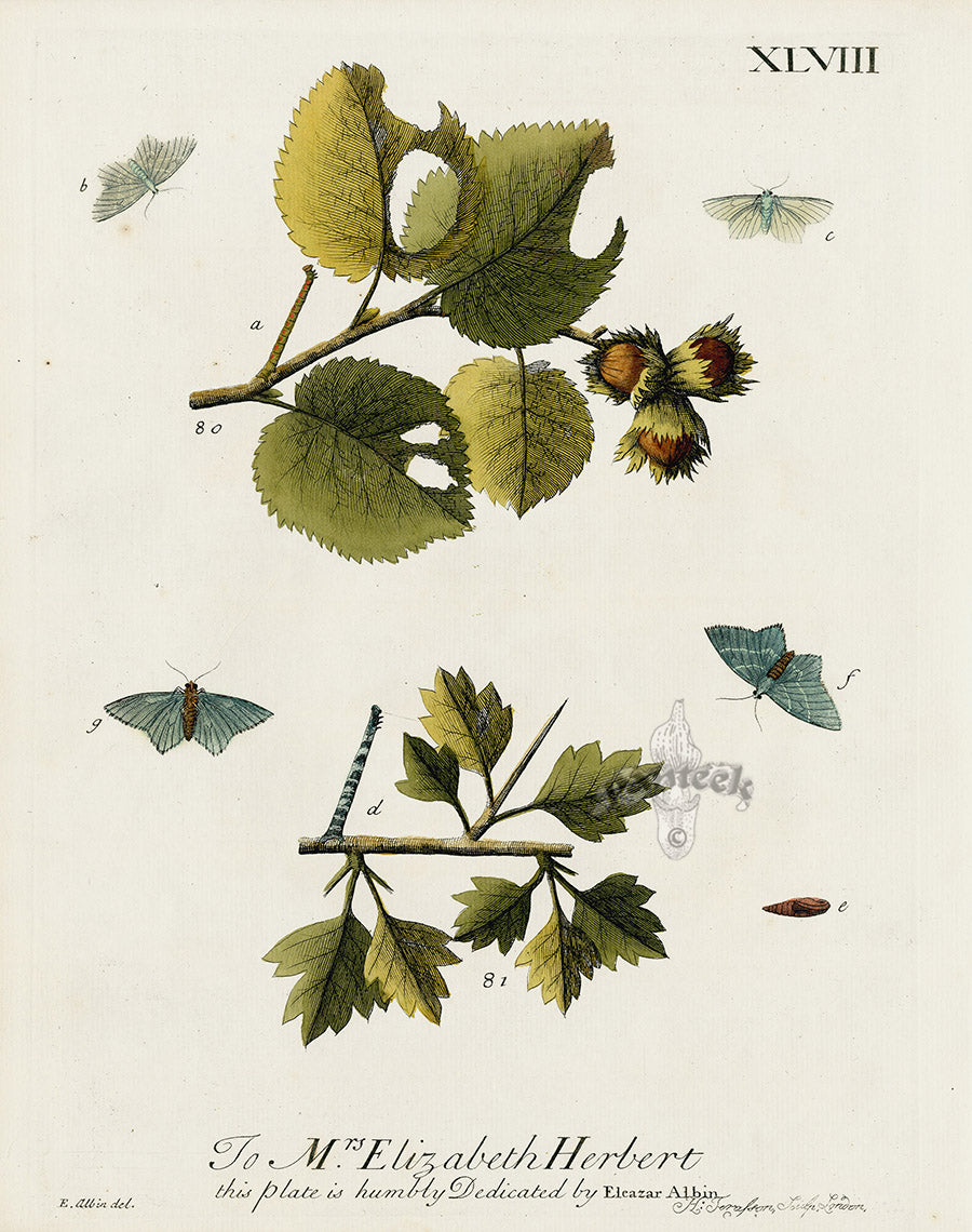 Eleazar Albin 1724 Moth Print Mrs. Elizabeth Herbert