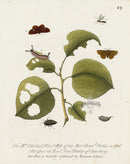 Eleazar Albin 1724 Moth Print Mrs. Etheldred Hovel - Panteek Antique Prints