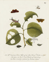Eleazar Albin 1724 Moth Print Mrs. Etheldred Hovel - Panteek Antique Prints