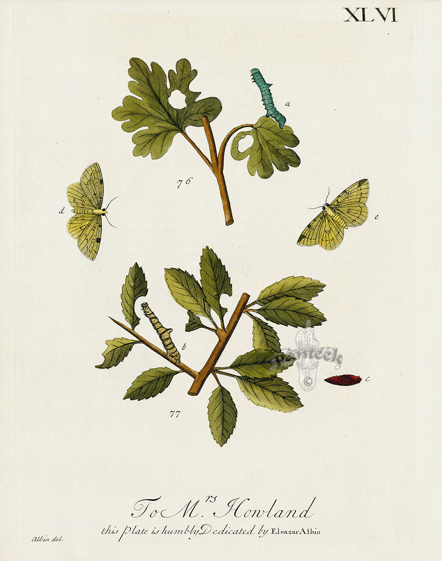 Eleazar Albin 1724 Moth Print Mrs. Honland