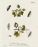 Eleazar Albin 1724 Moth Print Mrs. Mary Goupy - Panteek Antique Prints