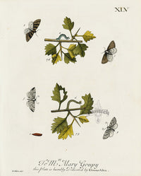 Eleazar Albin 1724 Moth Print Mrs. Mary Goupy - Panteek Antique Prints