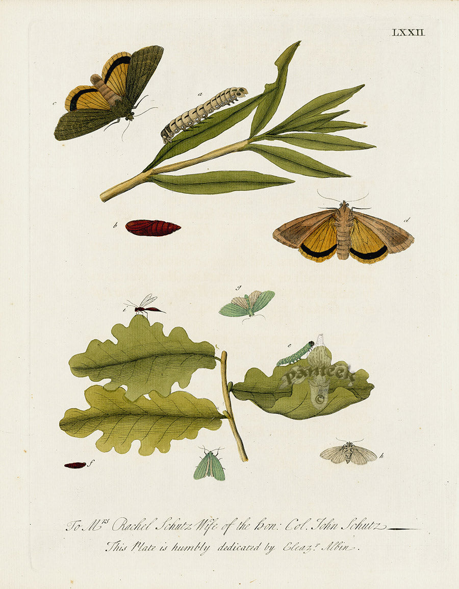 Eleazar Albin 1724 Moth Print Mrs. Rachel Schutz