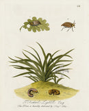 Eleazar Albin 1724 Moth Print Richard Lyddill Esq - Panteek Antique Prints