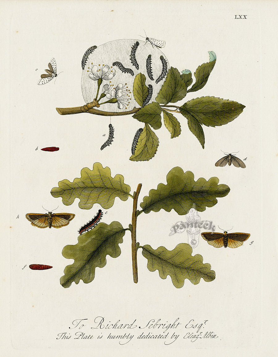 Eleazar Albin 1724 Moth Print Richard Sebright Esq