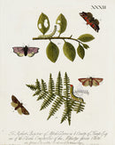 Eleazar Albin 1724 Moth Print Robert Briston Esq - Panteek Antique Prints