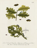 Eleazar Albin 1724 Moth Print Sr. David Hamilton - Panteek Antique Prints