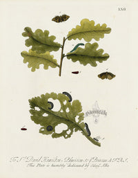 Eleazar Albin 1724 Moth Print Sr. David Hamilton - Panteek Antique Prints