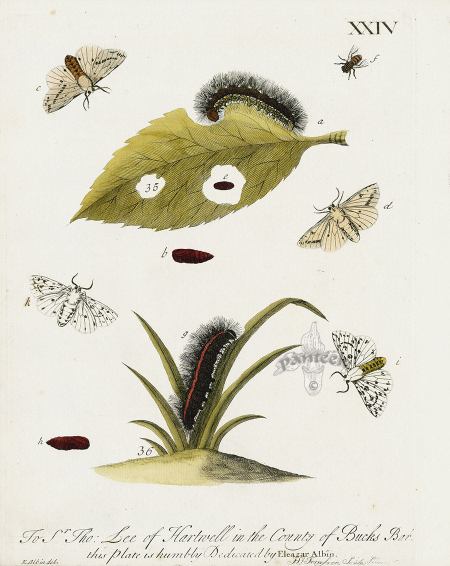 Eleazar Albin 1724 Moth Print Sr. Tho. Lee