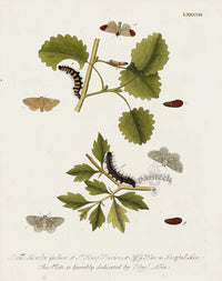 Eleazar Albin 1724 Moth Print Tho. Knowlton Gardiner - Panteek Antique Prints