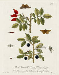 Eleazar Albin 1724 Moth Print Thomas Travor Esq - Panteek Antique Prints