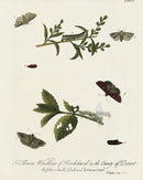 Eleazar Albin 1724 Moth Print Thomas Windham - Panteek Antique Prints