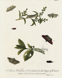 Eleazar Albin 1724 Moth Print Thomas Windham - Panteek Antique Prints