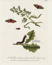 Eleazar Albin 1724 Moth Print William Cholwich Esq - Panteek Antique Prints