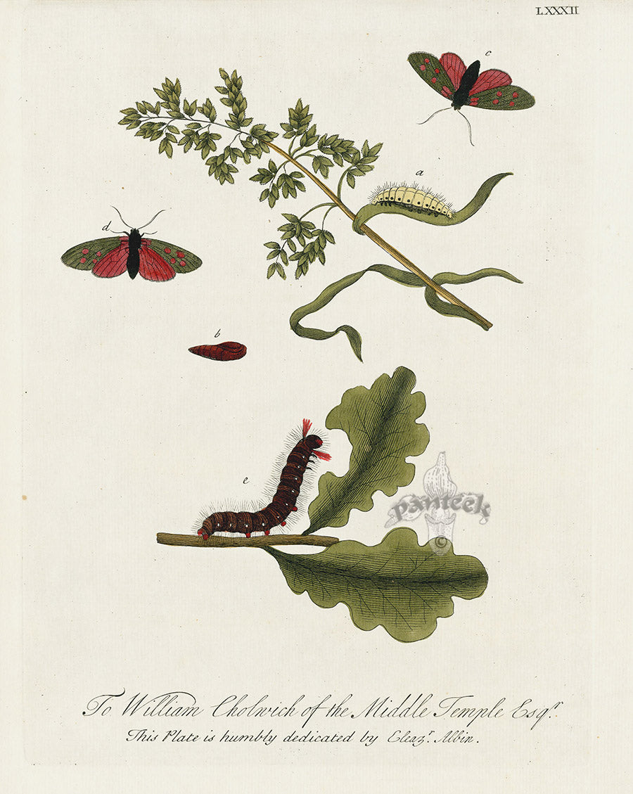 Eleazar Albin 1724 Moth Print William Cholwich Esq