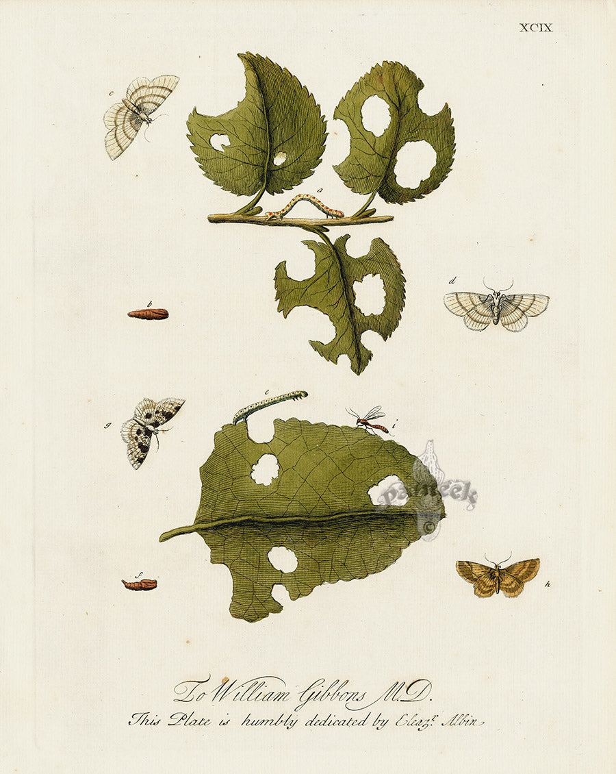Eleazar Albin 1724 Moth Print William Gibbons M.D.