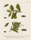 Eleazar Albin 1724 Moth Print William Le Grand - Panteek Antique Prints