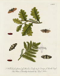 Eleazar Albin 1724 Moth Print William Le Grand - Panteek Antique Prints