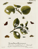 Eleazar Albin 1724 Moth Print Worsley Lady Carteret - Panteek Antique Prints