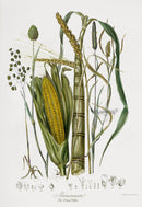 Elizabeth Twining Antique Lithograph Corn, Sugar Cane - Panteek Antique Prints