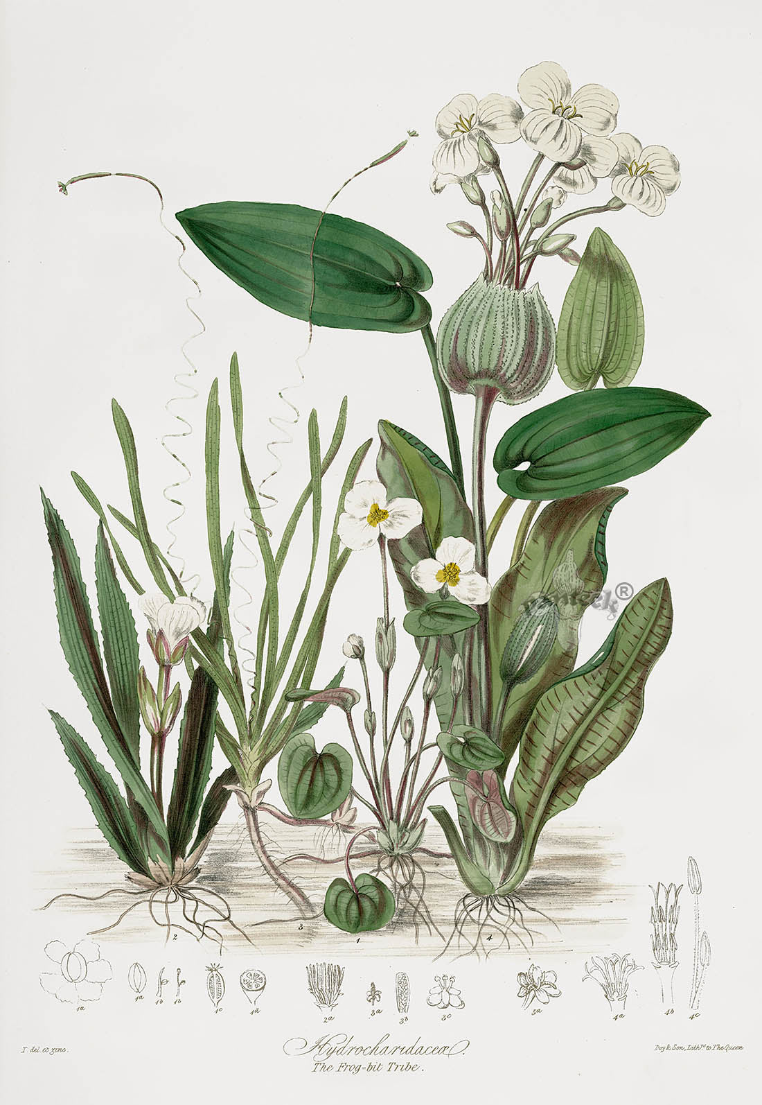 Elizabeth Twining Antique Lithograph Frog-bit Tribe