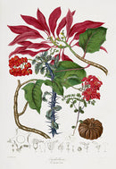 Elizabeth Twining Antique Lithograph Spurge Tribe - Panteek Antique Prints