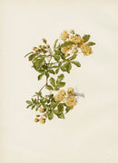 Ellen Willmott Roses 1914 Banksian - Panteek Antique Prints