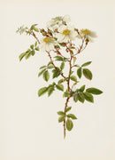Ellen Willmott Roses 1914 Rosa Arvensis - Panteek Antique Prints
