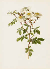 Ellen Willmott Roses 1914 Rosa Arvensis - Panteek Antique Prints