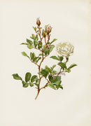 Ellen Willmott Roses 1914 Rosa Bracteata - Panteek Antique Prints