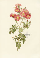 Ellen Willmott Roses 1914 Rosa Californica - Panteek Antique Prints