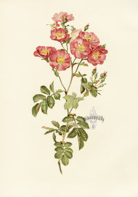 Ellen Willmott Roses 1914 Rosa Californica - Panteek Antique Prints