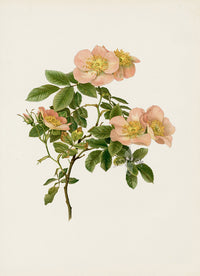 Ellen Willmott Roses 1914 Rosa Canina - Panteek Antique Prints