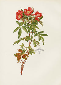 Ellen Willmott Roses 1914 Rosa Carolina - Panteek Antique Prints