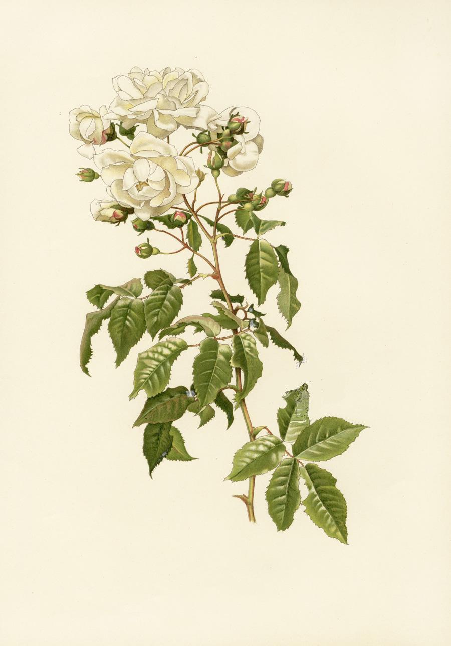 Ellen Willmott Roses 1914 Rosa Chinensis