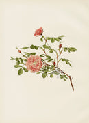 Ellen Willmott Roses 1914 Rosa Cinnamomea - Panteek Antique Prints