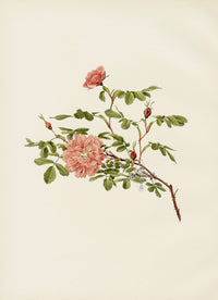 Ellen Willmott Roses 1914 Rosa Cinnamomea - Panteek Antique Prints