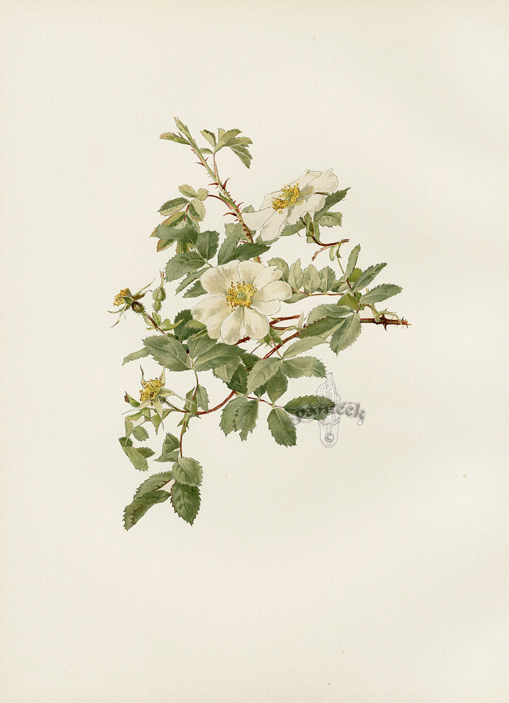 Ellen Willmott Roses 1914 Rosa Fedtschenkoana