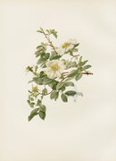 Ellen Willmott Roses 1914 Rosa Fedtschenkoana - Panteek Antique Prints