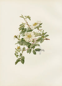 Ellen Willmott Roses 1914 Rosa Fedtschenkoana - Panteek Antique Prints