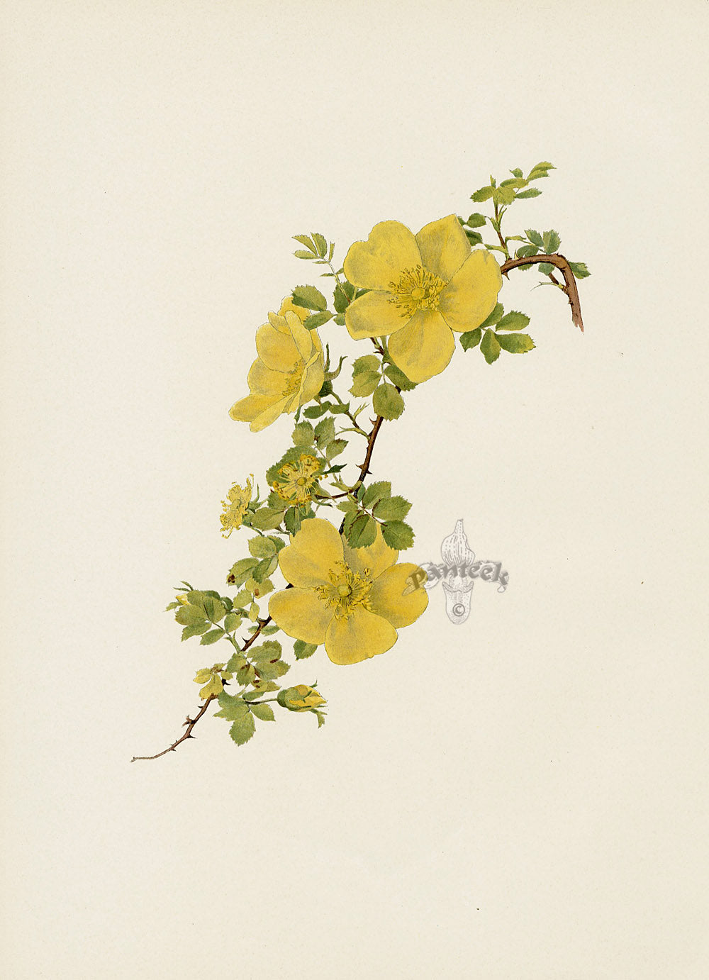 Ellen Willmott Roses 1914 Rosa Foetida